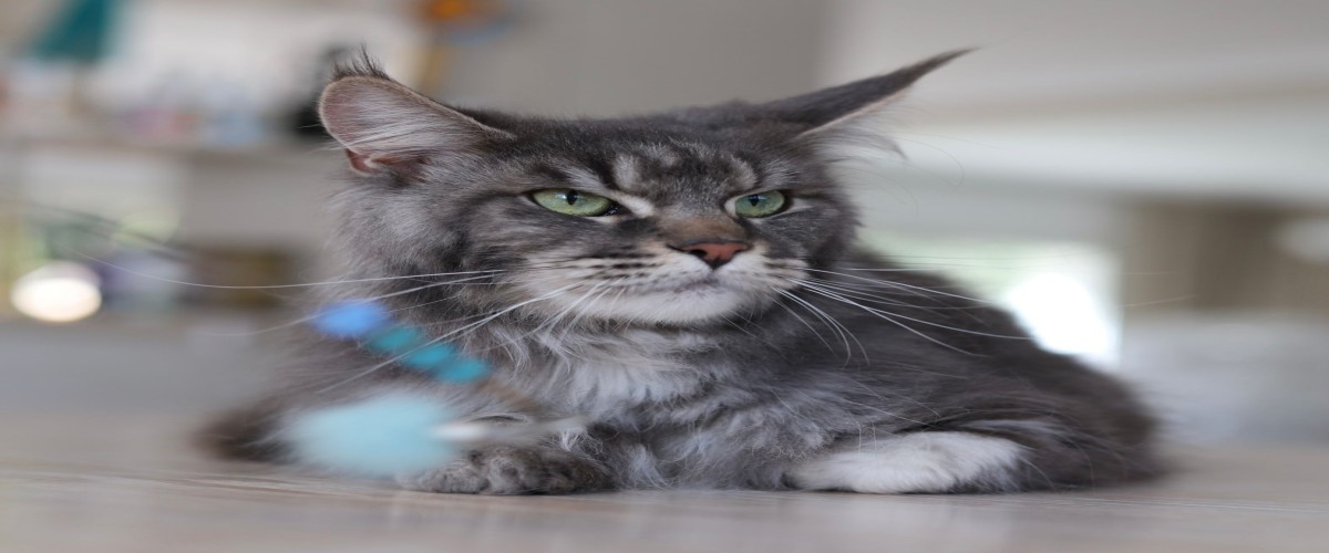 Feline Signatures: Mazagan Cat Show 2025